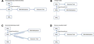 Mendelian Randomization Identifies CpG Methylation Sites With Mediation Effects for Genetic Influences on BMD in Peripheral Blood Monocytes